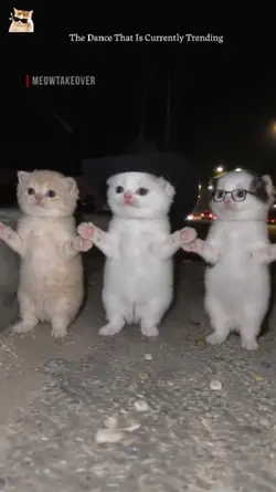 Cute Cat