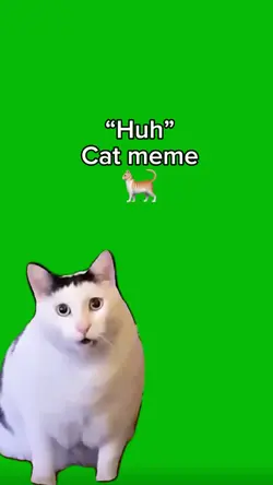 “Huh” Cat meme 