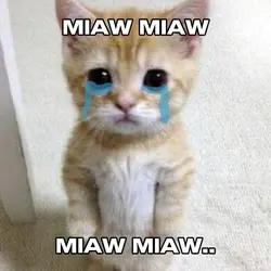 Miaw Miaw