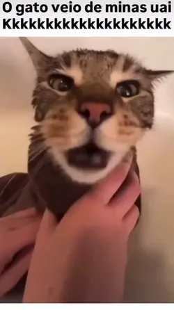 gato mineiro 