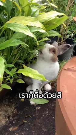 อ้อ ว.