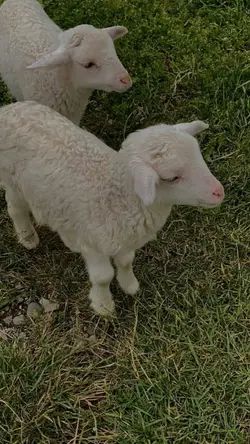 berqurban