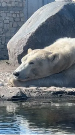 Polar bear