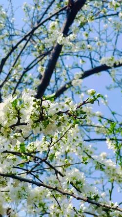 اختر تہ یوشانتی جامی