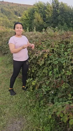 Berry picking