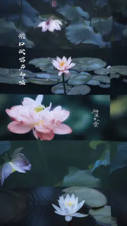 2 ảnh cuốn