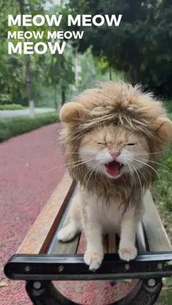 meow meow meow