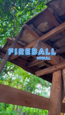 Fireball Pitbull