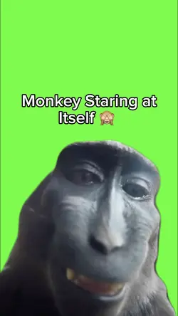 Monkey Staring 🙈