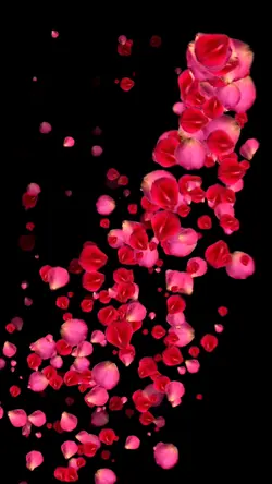 Rose petals
