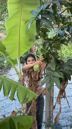Mencuri mangga