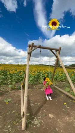 Sunflower days🌻