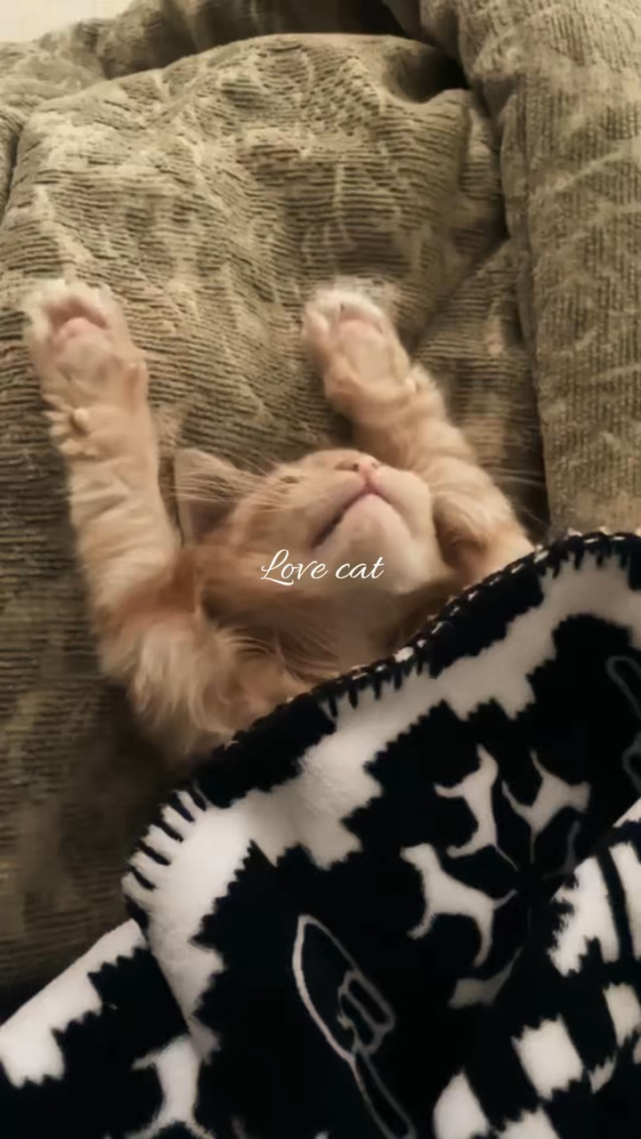 Liebe Katze 