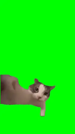 Cat Kissing Cam