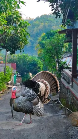 funny happy birthday