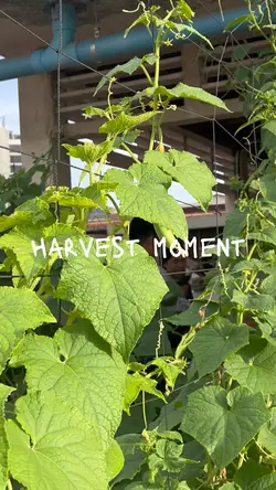 Harvest 🥒🥬💖