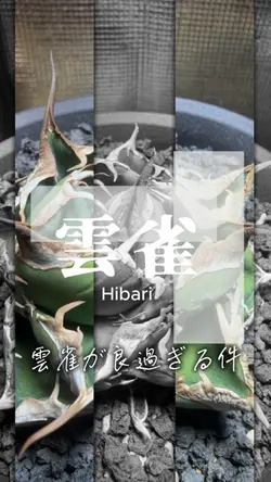 植物育成音ハメテンプレート