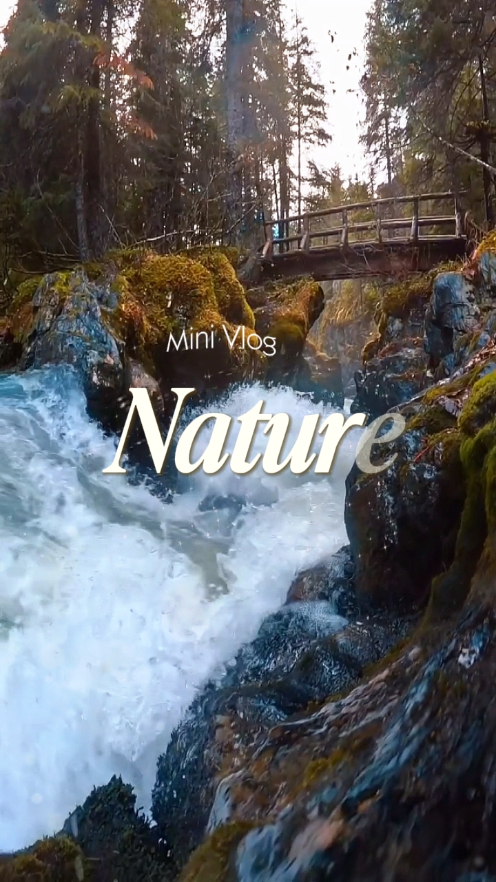 Nature Forest