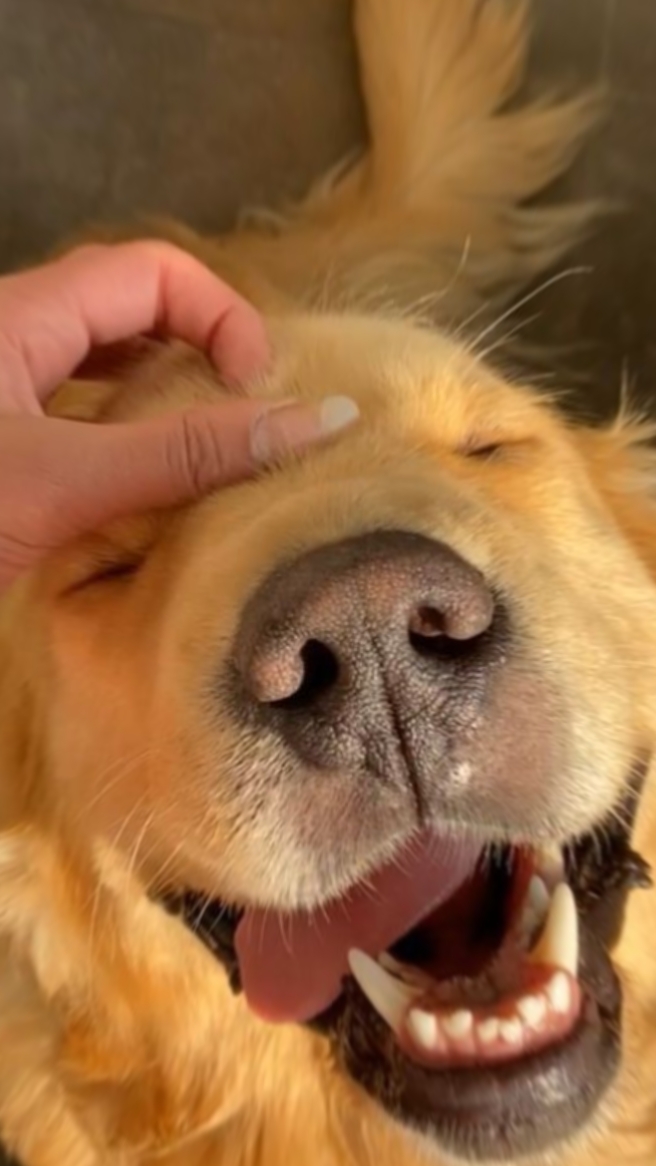 Golden retriever 