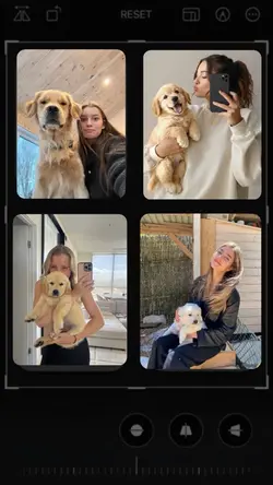 My Dog