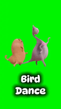 Bird dance 