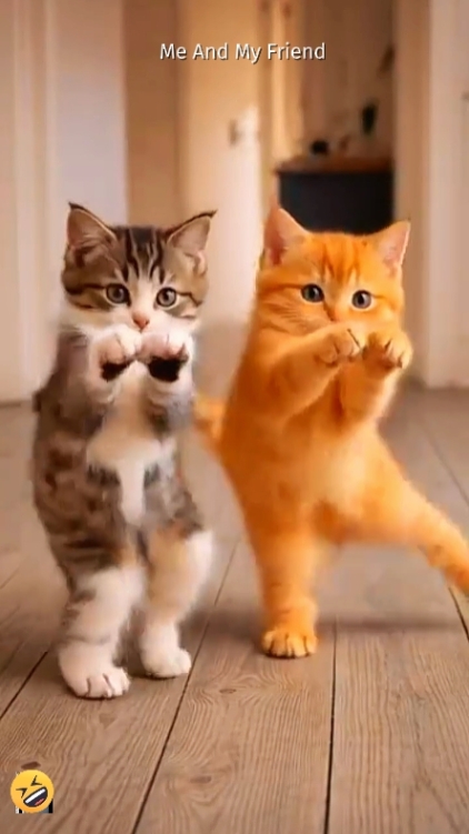 Chat drôle. 