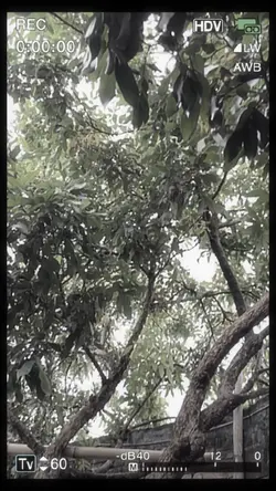 Aesthetic filters🌿