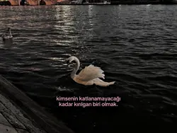 abi sezen aksu ya