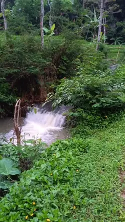 ULIN KA SAWAH