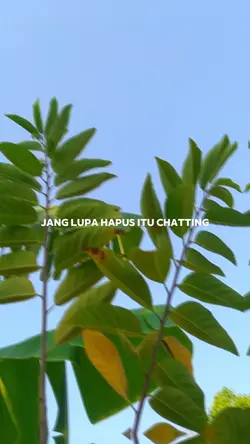 hapus chatting