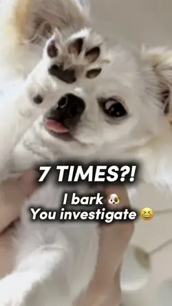I bark.
You investig