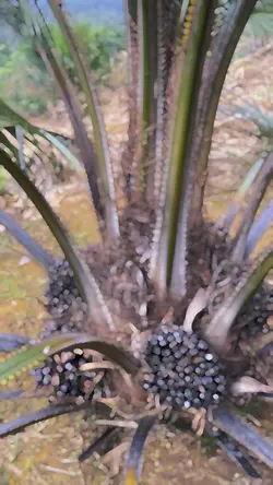 Petani sawit