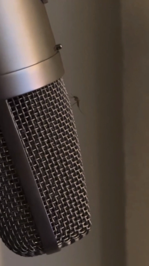 Mr.Mosquito Singer 