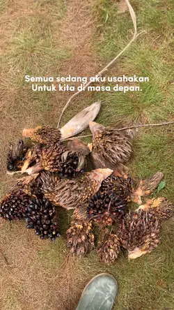 Sawit 