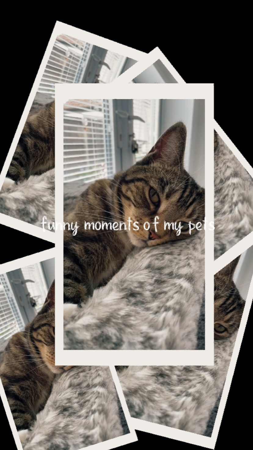 My pets