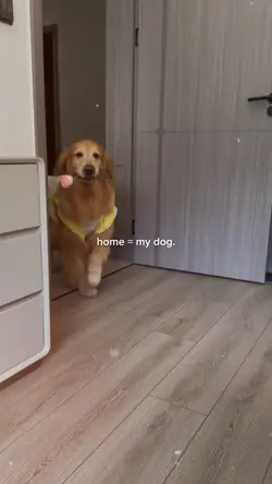 home = my dog