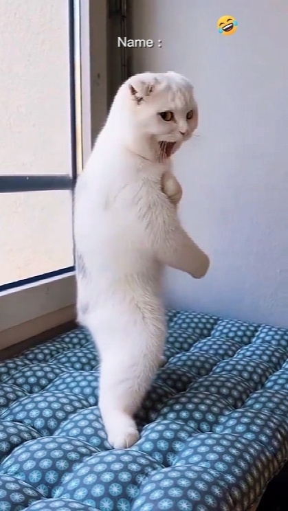Gato Bruce Lee