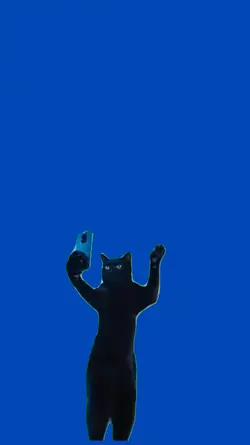 Gato bailando
