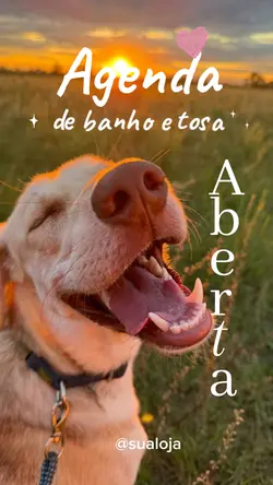 agenda banho e tosa 