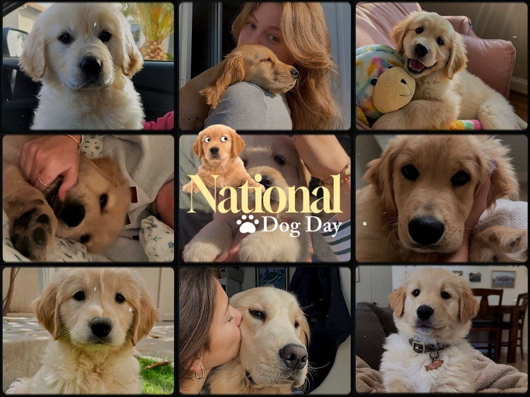Día nacional del perro