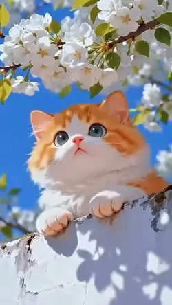 Funny cat
