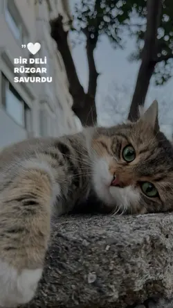 Güzel şablon