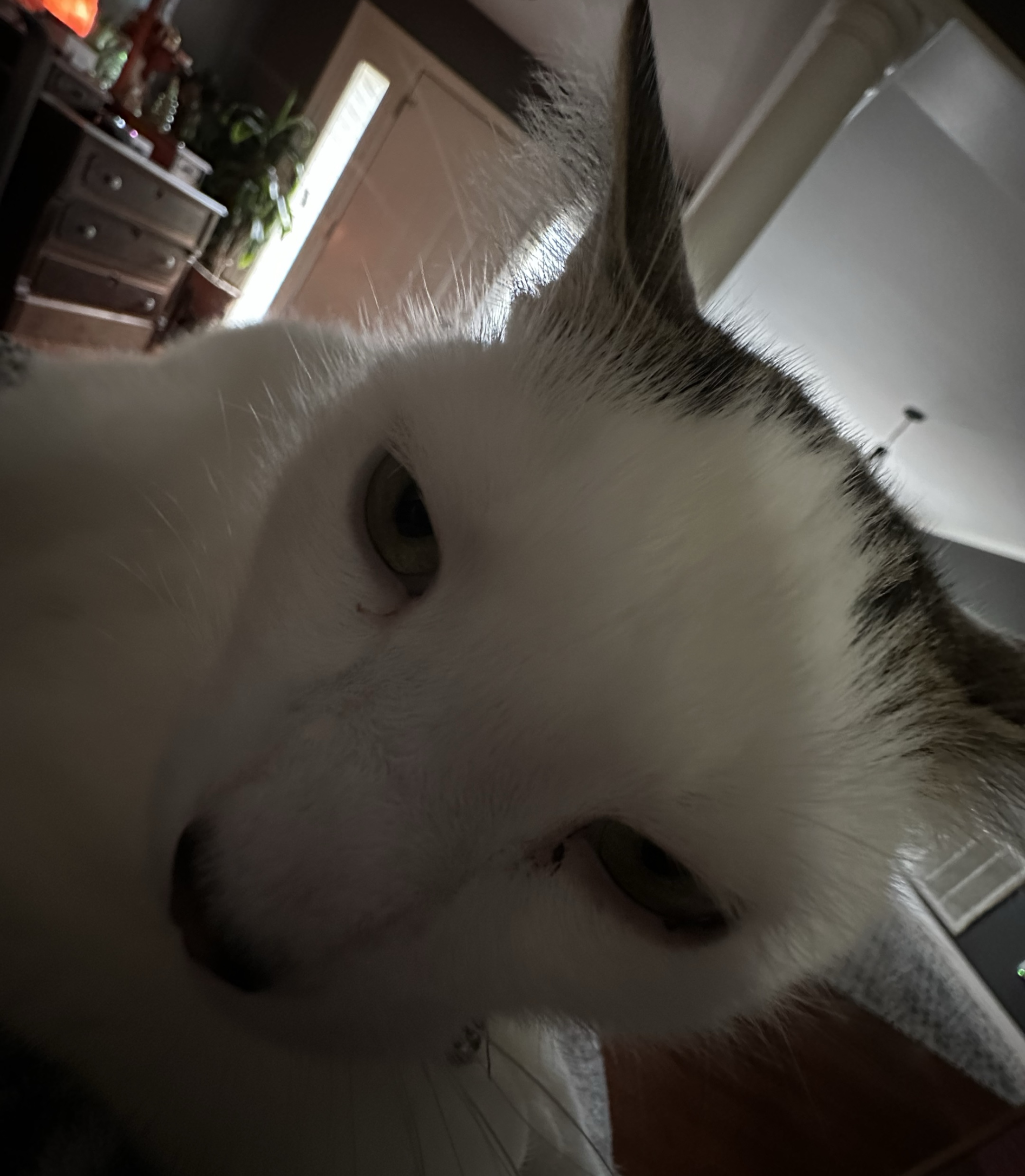 My cat Luke 