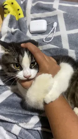 Kucing reog