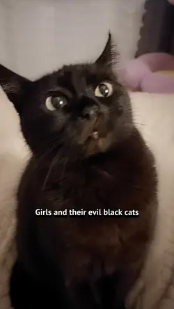 Evil black cat