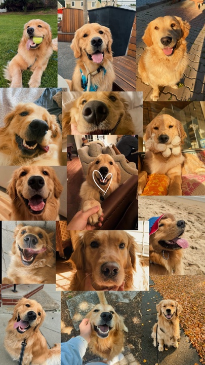 Mis mascotas 
