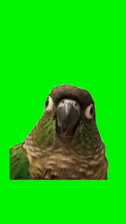 Funny Parrot Meme