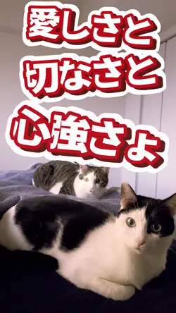 ペット動画など