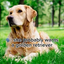 My dream dogs:
