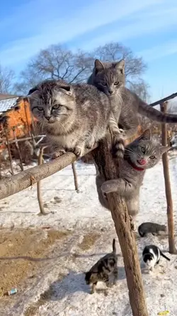 cute cats